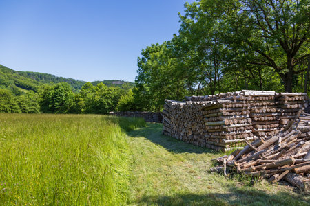 Cut trees for logs are stacked and prepared for heating.の写真素材
