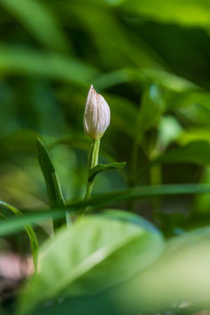 Beautiful Colorful Orchid Flower with Green Background and Beautiful Bokeh. Wild photo.