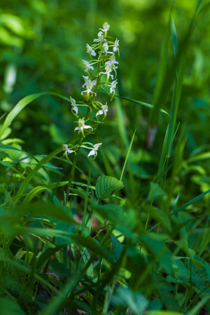 Beautiful Colorful Orchid Flower with Green Background and Beautiful Bokeh. Wild photo.の写真素材