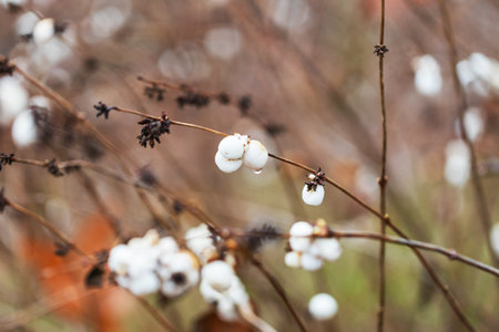 Pomeranian - Symphoricarpos albus shrub with white balls that burst.