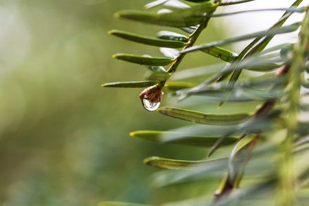 Green conifer twigs. There are drops of water on the needles after the rain.