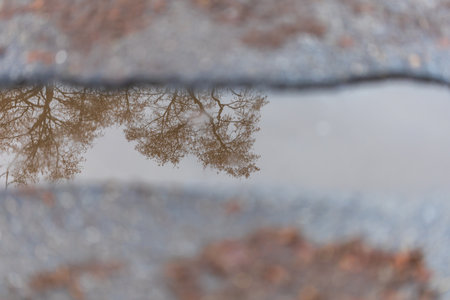 The crack in the road is full of rainwater in which there is a reflection of a tree.âの写真素材