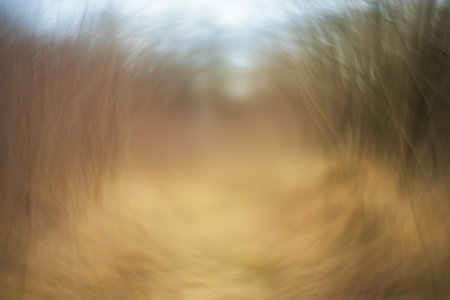 Abstract photography of nature. Photo with an old manual lens with the lens rotated.の写真素材