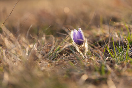 Spring flowers Pulsatilla Grandis on a meadow. Purple flowers on a meadow with a beautiful bokeh and setting the sun in backlight.の写真素材