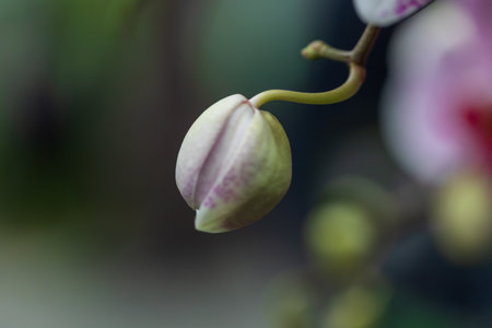 Beautiful colorful Orchid flower. Photo with nice bokeh
