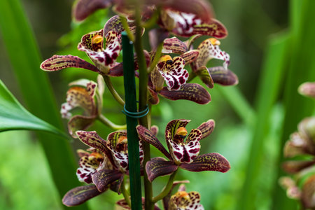 Beautiful colorful Orchid flower. Photo with nice bokehの写真素材