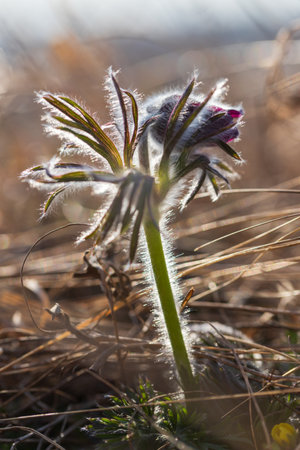 Spring purple flower in the meadow - Grasshopper - Pulsatilla pratensis at sunset.