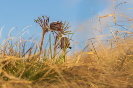 Spring purple flower in the meadow - Grasshopper - Pulsatilla pratensis at sunset.