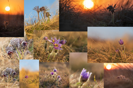 Spring flowers Pulsatilla Grandis on a meadow. Purple flowers on a meadow with a beautiful bokeh.の写真素材