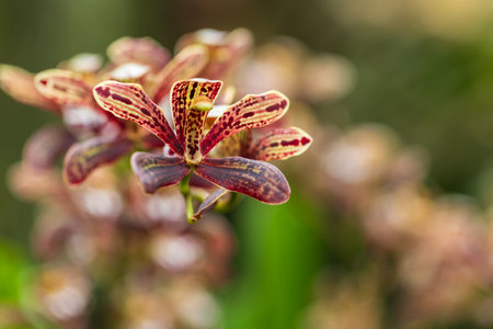 Beautiful colorful Orchid flower. Photo with nice bokehの写真素材