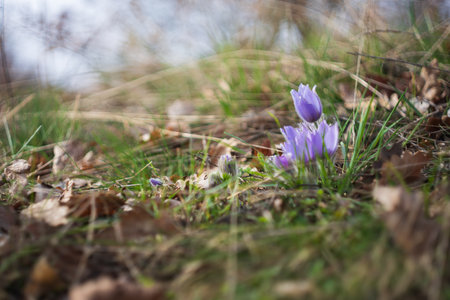 Beautiful purple spring flower in the meadow - Pulsatilla grandis. Photographed with an old lens and...