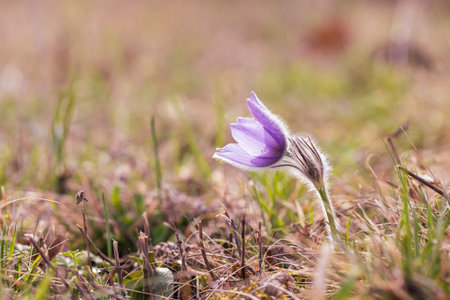 Beautiful purple spring flower in the meadow - Pulsatilla grandis.の写真素材