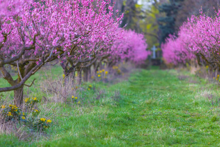 Pink flowers on peach trees. Blooming peach orchard. Peach Alley and at the end of the road is a big white cross.の写真素材
