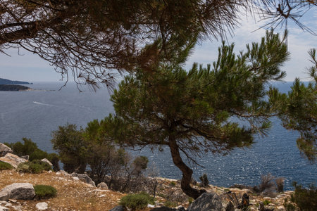 Seaside landscape with burnt trees after fire. Alyki area Thassos island Greece. Trees are already turning green in places.の写真素材