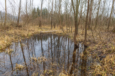 Floodplain forest. Trees growing in water. Wild nature. Pond and trees