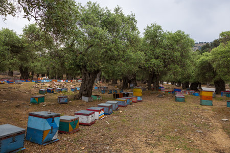 Olive grove and small colorful beehives on the island of Thassos in Greece