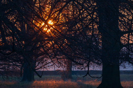 Winter park with deciduous trees at sunset. There is frost on the grassの写真素材