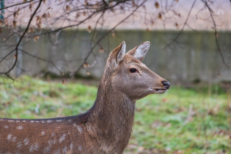 Sika deer - Cervus nippon in winter in the forestの写真素材
