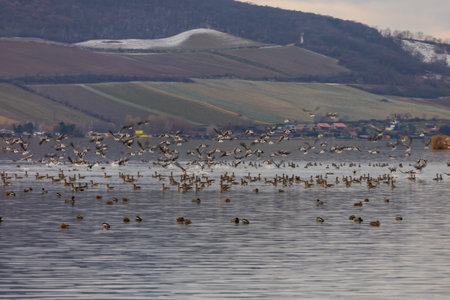 Ducks swim on a partially frozen lake. Palava in the background.の写真素材