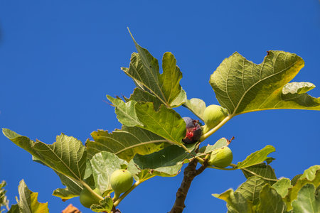 Fruits ripening on a fig tree. Green figs among the leaves of the tree