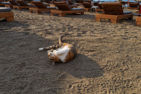 A wild tabby cat is on Oasis Beachの写真素材