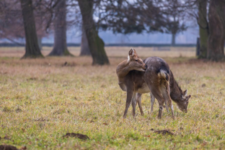 Sika deer - Cervus nippon, doe and mouflon in meadow and forest. Photo from wild natureの写真素材