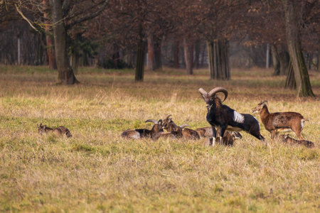 Sika deer - Cervus nippon, doe and mouflon in meadow and forest. Photo from wild nature