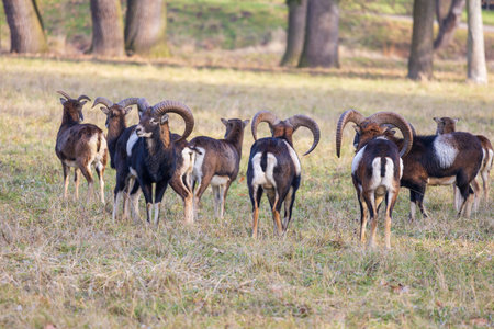 Sika deer - Cervus nippon, doe and mouflon in meadow and forest. Photo from wild natureの写真素材