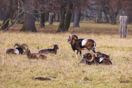 Deer in meadow and forest. Photo from wild natureの写真素材