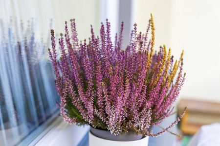 Autumn flower Heather - Calluna vulgaris in a flowerpot on a windowsill on a balconyの写真素材