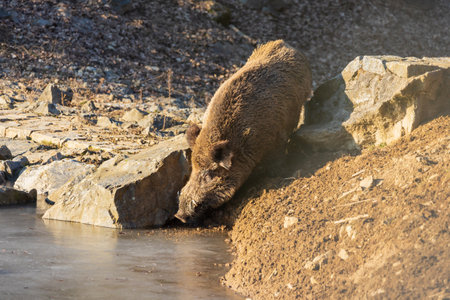 Wild boar - Sus scrofa - in the forest and by the in its natural habitat. Photo of wild natureの写真素材