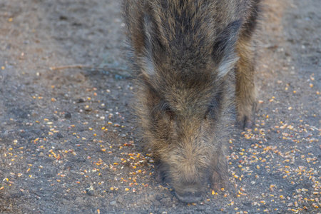 Wild boar - Sus scrofa - in the forest and by the in its natural habitat. Photo of wild natureの写真素材