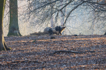 Wild boar - Sus scrofa - in the forest in its natural habitat. Photo of wild natureの写真素材