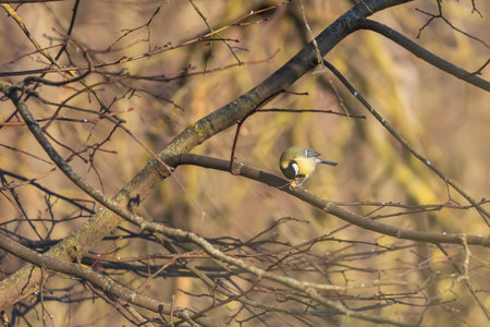 Beautiful colorful bird Great Tit in a green bush on a branchの写真素材