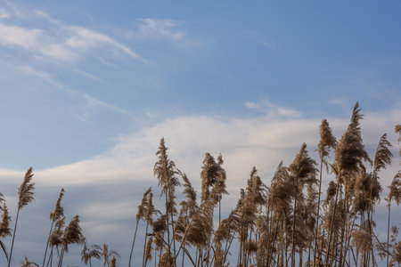 Long grass against the blue sky