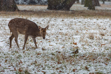 Winter landscape with Sika Deer - Cervus nippon. There is snow on the meadow and it is snowing in the landscape.の写真素材