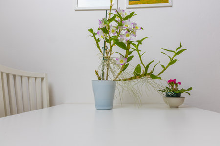 Home flower in a flowerpot stands on a table in the interiorの写真素材