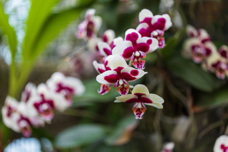 Rare Orchid flowers. Colorful orchid flowers