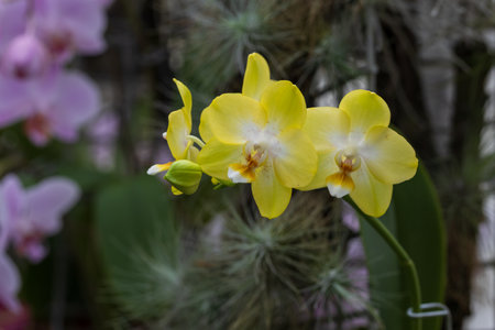 Rare Orchid flowers. Colorful orchid flowersの写真素材