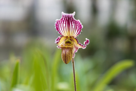Rare Orchid flowers. Colorful orchid flowers
