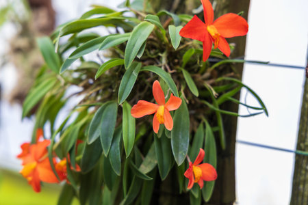 Rare Orchid flowers. Colorful orchid flowersの写真素材