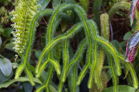 Rare Orchid flowers. Colorful orchid flowersの写真素材