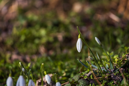 Snowdrop flower (Galanthus nivalis) blooming in the forestの写真素材