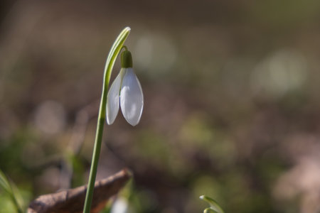 Spring white flower Snowdrop - Galanthus in wild forestの写真素材