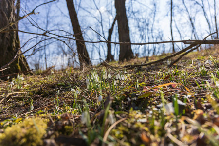 Spring white flower Snowdrop - Galanthus in wild forest