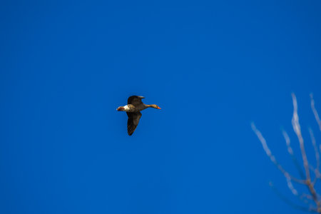 Wild geese flying in the blue skyの写真素材
