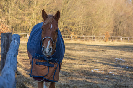 Beautiful horse in a corral wearing a blanket against the winterの写真素材