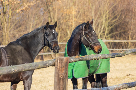 Beautiful horse in a corral wearing a blanket against the winterの写真素材