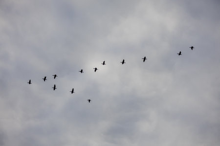 Wild birds flying in the sky