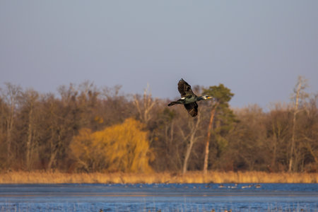 Great Cormorant - Phalacrocorax carbo - flying over a pond.の写真素材